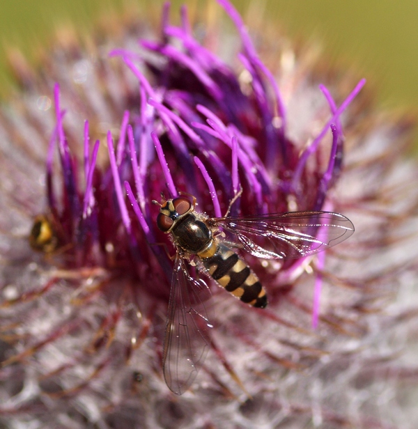 Meliscaeva auricollis ♀ (Syrphidae)